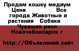 Продам кошку медиум › Цена ­ 6 000 000 - Все города Животные и растения » Собаки   . Чувашия респ.,Новочебоксарск г.